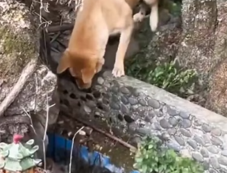 H0604012_Rescue baby dog #rescuedog