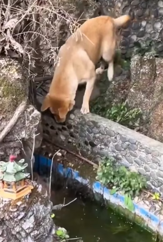 H0604012_Rescue baby dog #rescuedog