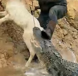 H0604013_Brave Dog Saved Tiny Foal Old Man Hel