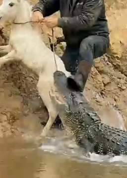 H0604013_Brave Dog Saved Tiny Foal Old Man Hel