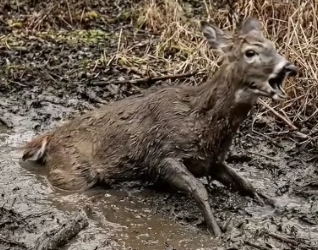 H0604014_Brave Elephant Saves