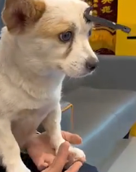 H0604016_RESCUED WHITE DOG My Angel Found Me #petrescue #do