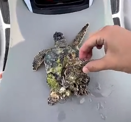 H0604018_little turtle swims away so happily thank