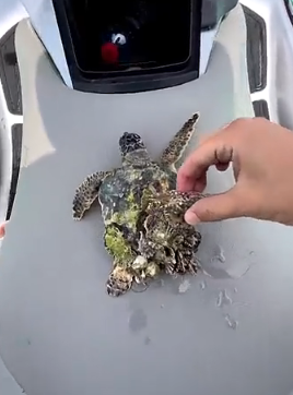 H0604018_little turtle swims away so happily thank