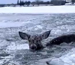 H0604020_They worked so hard to save deer