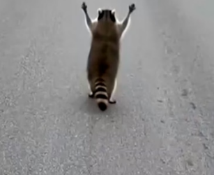 H0704001_SheBeggedOnRoadButNoOneStoppedshort_015f9a_v1