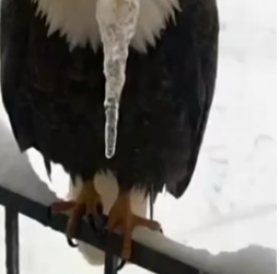 H0704002_HeSavedEagleFrozenBeakshorts_lonk79_v1