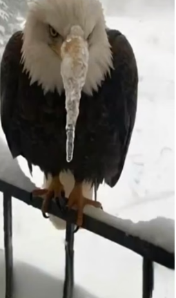 H0704002_HeSavedEagleFrozenBeakshorts_lonk79_v1