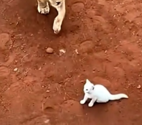 H0704003_CatWhoJoinedLionPrideshorts_xemf7a_v1