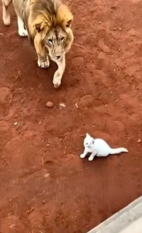 H0704003_CatWhoJoinedLionPrideshorts_xemf7a_v1