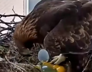 H0704004_EagleWhoBecameMothertoChickensho_4lv5eb_v2