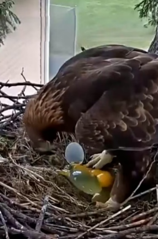 H0704004_EagleWhoBecameMothertoChickensho_4lv5eb_v2