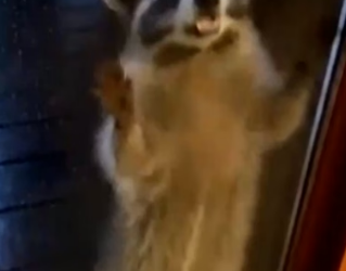 H0704005_RaccoonBeggedMantoSaveHerBabies_lejghl_v2