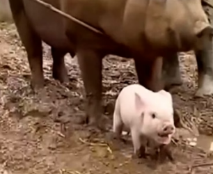 H0704006_HeReunitedMotherBabyWhoWereTornApar_wy6zog_v2