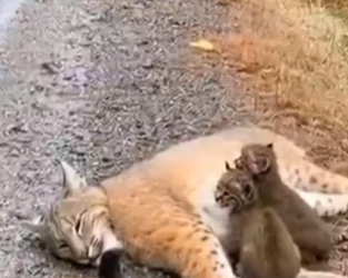 H0704007_FamilyHeSavedCameBacktoProtectHims_mw71bx_v1