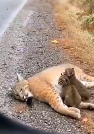 H0704007_FamilyHeSavedCameBacktoProtectHims_mw71bx_v1