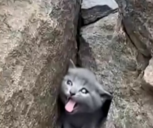 H0704008_DogMomWhoAdoptedanOrphanKittenshort_nqrdrg_v1