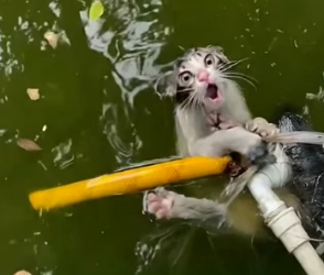 H0704009_StrayCatRescueBraveWaterRescueSavesMimi_g3i00f_v1