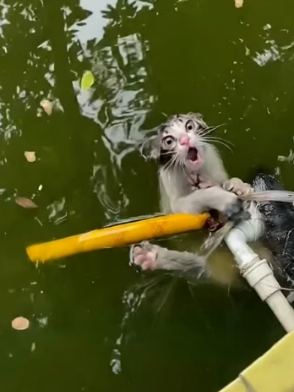 H0704009_StrayCatRescueBraveWaterRescueSavesMimi_g3i00f_v1