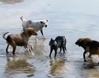 H0704011_discoveredstraycatbeingattackedbydogswh_5x7rc3_v1