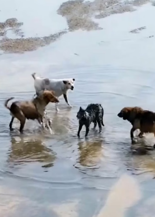 H0704011_discoveredstraycatbeingattackedbydogswh_5x7rc3_v1