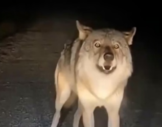 H0704012_Most Emotional Wolf Reunion #shorts