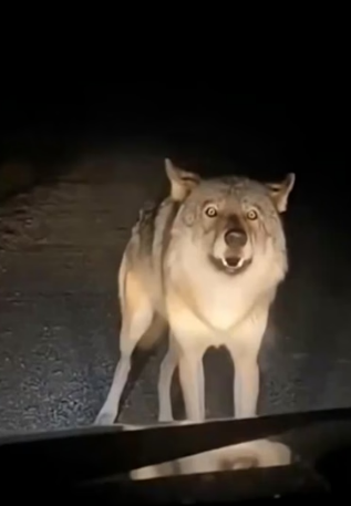 H0704012_Most Emotional Wolf Reunion #shorts