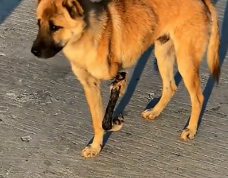 H0704013_foundstraydoganinjuredlegItwasso_bfbffn_v2