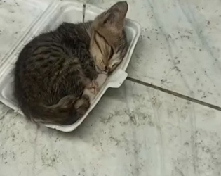 H0704014_found kitten abandoned in lunch box. It was