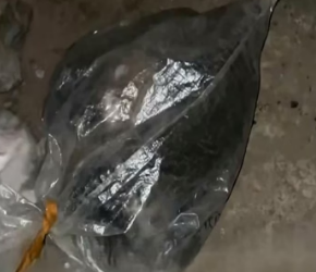 H0704015_Building Cat Paradise Expanding Our Stray Cats