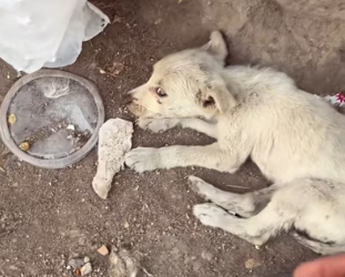 H3003002_#foryoupage #love #humanity #viral #dogrescue