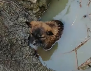 H0704016_foundlittledoghadfallenintodrai_7fefx2_v2