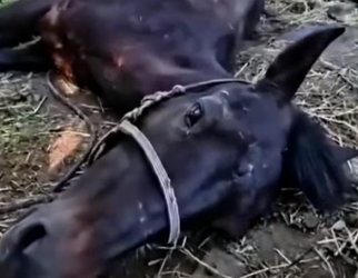 H0704017_Vejamqueresgatelindo_bn8eyp