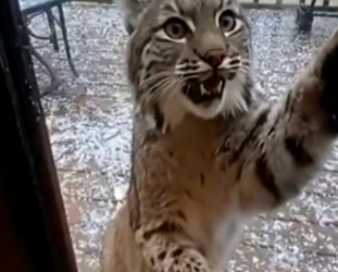 H0704018_Wild Bobcat Introduces Cubs to Her Hero Dog #sho