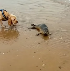 H0804001_Rescue otter dog #rescue #animal #animalsofti