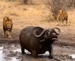 H0804002_In an African forest