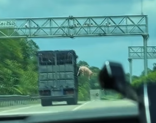 H0804003_saw pig about to jump out of vehicle. It