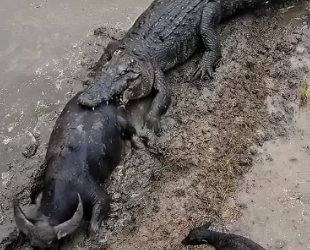 H0804004_crocodile attack