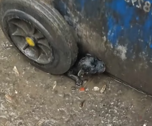 H0804005_found an abandoned puppy. It was so pitiful