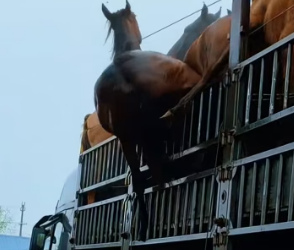 H0804006_found horse had fallen off cart