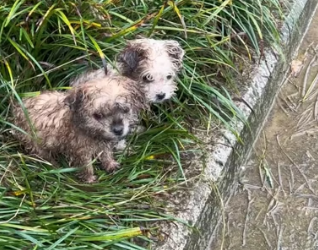 H0804007_#straydog #rescuedog #helpanimals