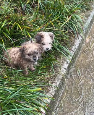 H0804007_#straydog #rescuedog #helpanimals