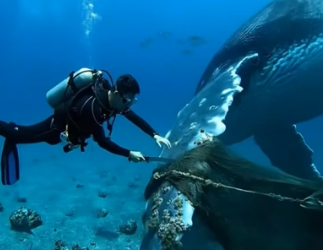 H0804008_Today, we freed wha