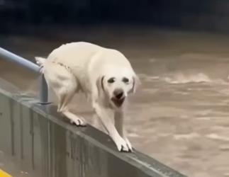 H0804009_dog trapped as floodwaters rise. Rescuers rush