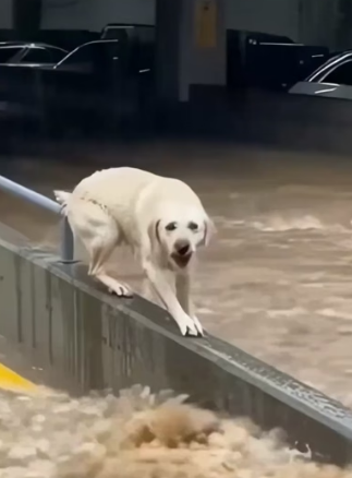 H0804009_dog trapped as floodwaters rise. Rescuers rush