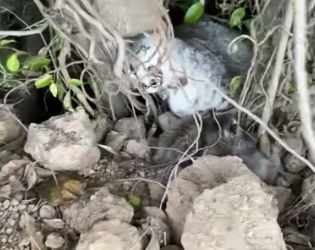 H0804010_Rettung einer Katzenfamilie, die unter einem große