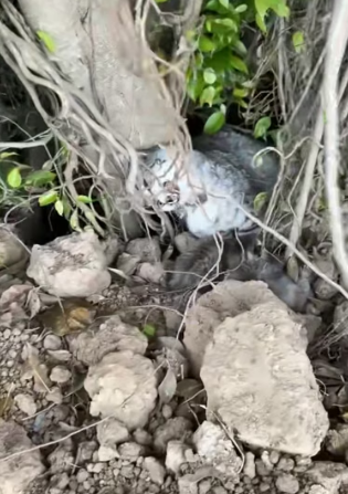 H0804010_Rettung einer Katzenfamilie, die unter einem große