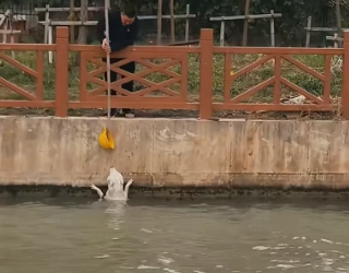 H0804011_saw stray dog fall into water, it was