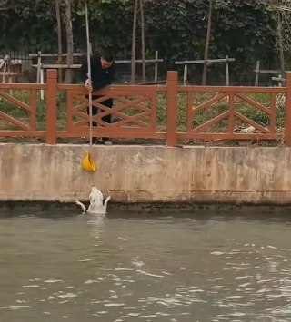 H0804011_saw stray dog fall into water, it was