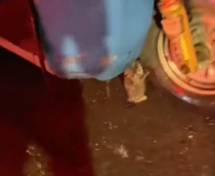 H0804012_Saved strange looking kitten #animals #kitty